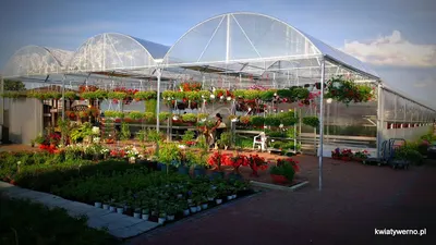 Gospodarstwo Ogrodnicze Z. i J. Werno. Ostrołęka- Tobolice Kwiatywerno, Szkolka Roślin sprzedaż stacjonarna